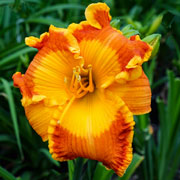 Soul Stone Daylily